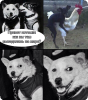 ccrz9ggs6y0.jpg