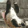 panda.gif