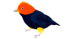 red-capped-manakin.jpg