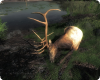 roosvelt_elk.jpg