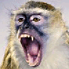skukatishe.gif