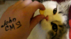 sgn.png