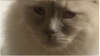 1462103467screenshot.png