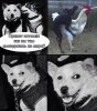 ccrz9ggs6y0.jpg