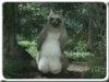 18.gif
