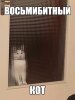1494085996kot.jpg