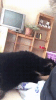 10-51-11-ay4wgbv_460sv.gif